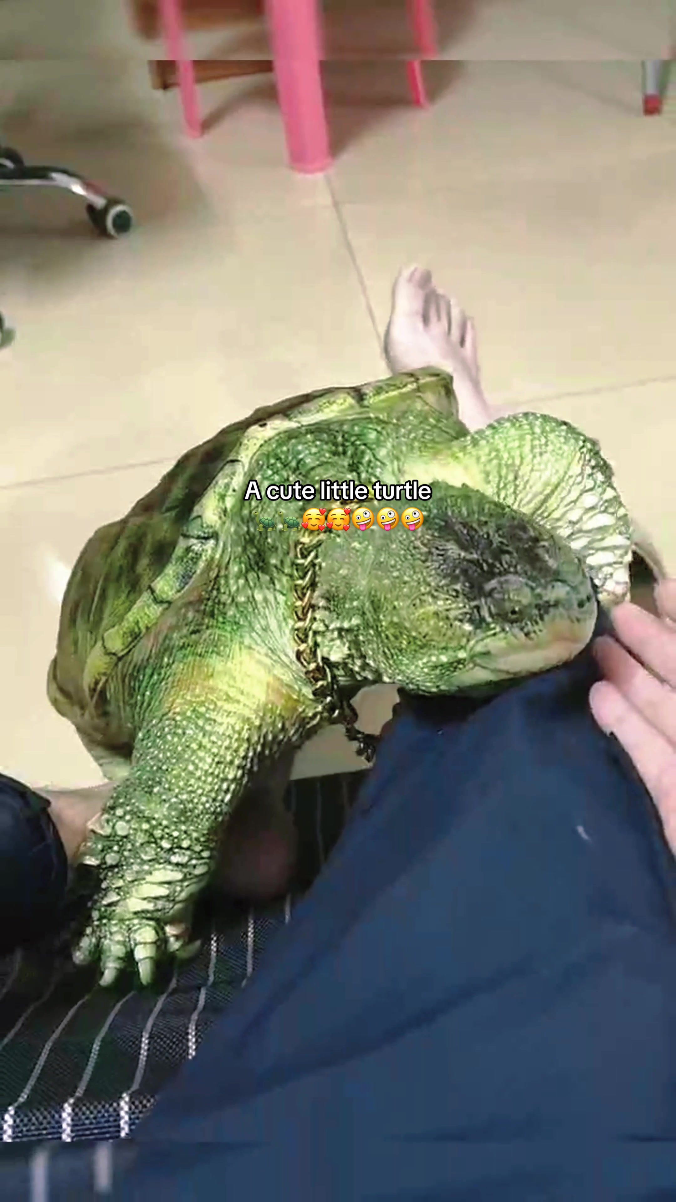 @Mr. Turtle
