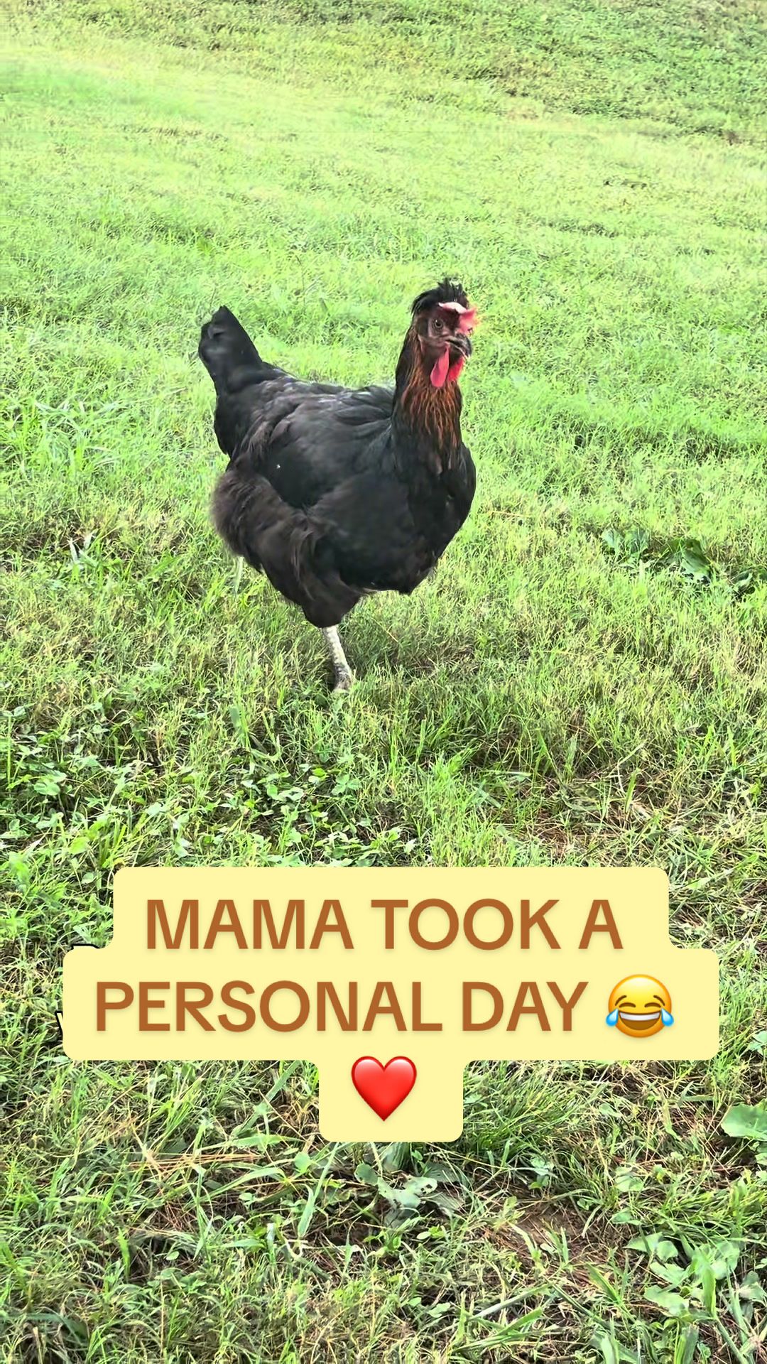 @Amy Jo | Eggnigma Holler 🐔