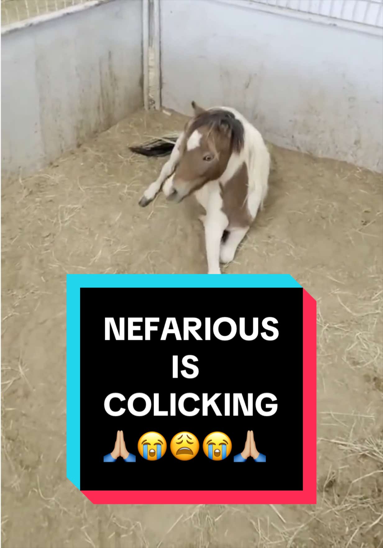@Dr.Nicole-VetMed