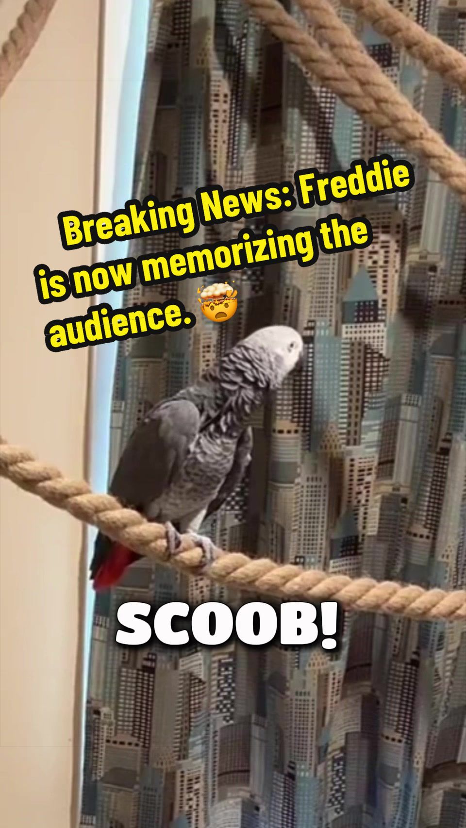 @thehinzoo