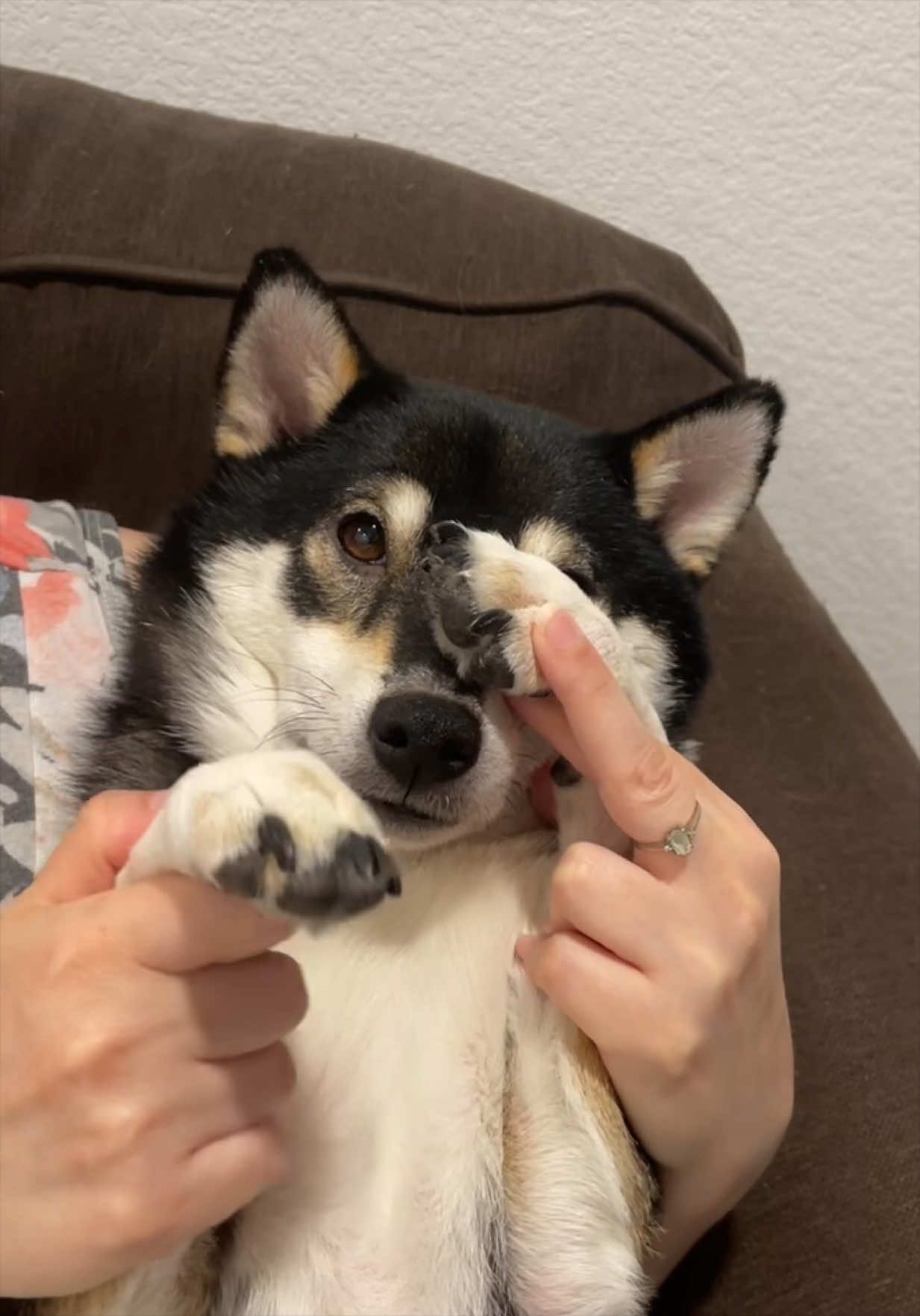 @Flock of Shibas 🐕🐕🐕