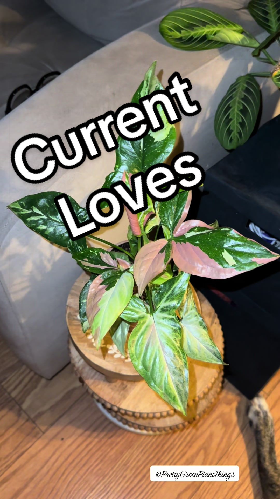 @PrettyGreenPlantThings