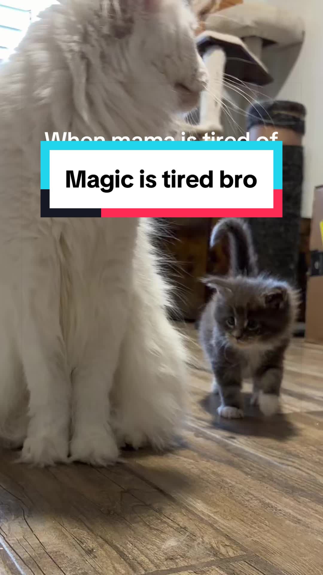 @Sassy Koonz Luxury MaineCoons