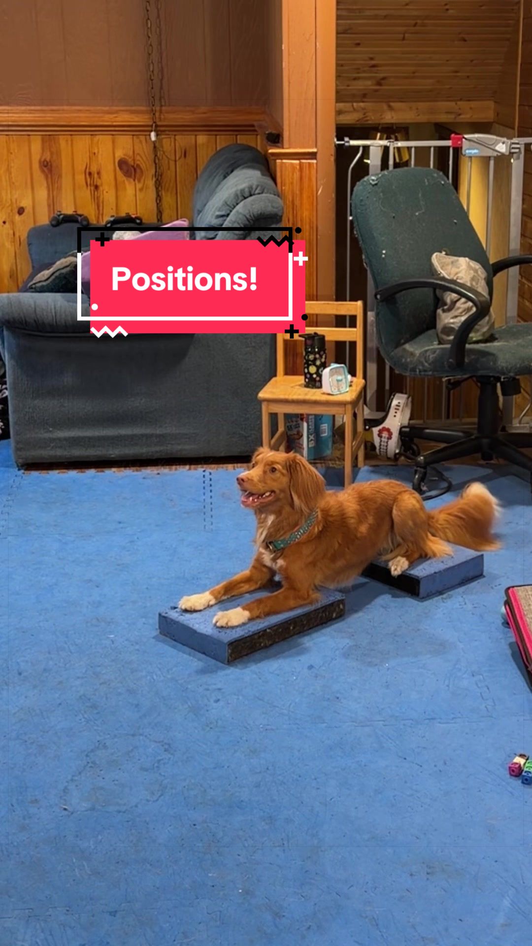 @Laura Waudby - Dog Sports