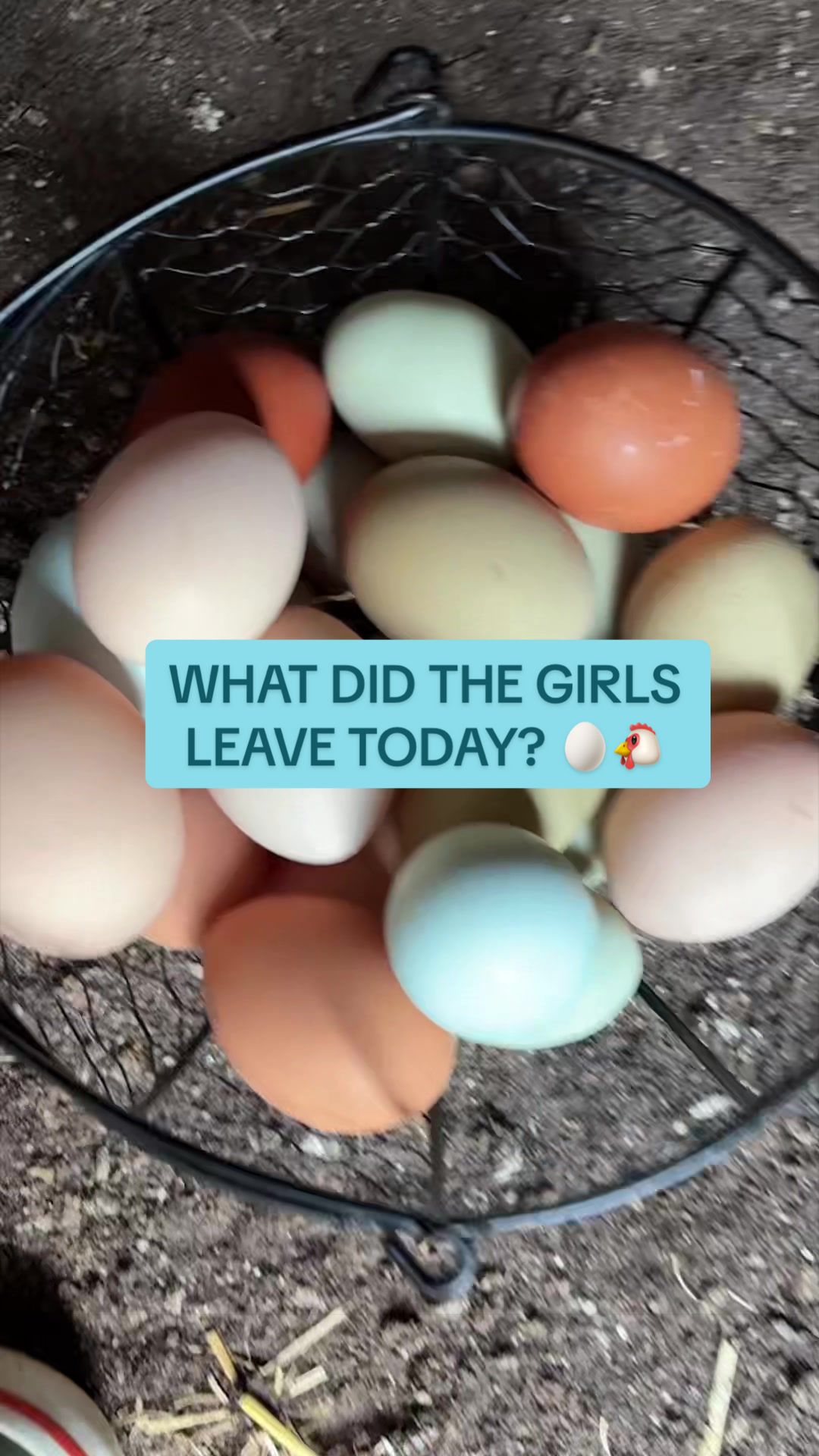 @Amy Jo | Eggnigma Holler 🐔