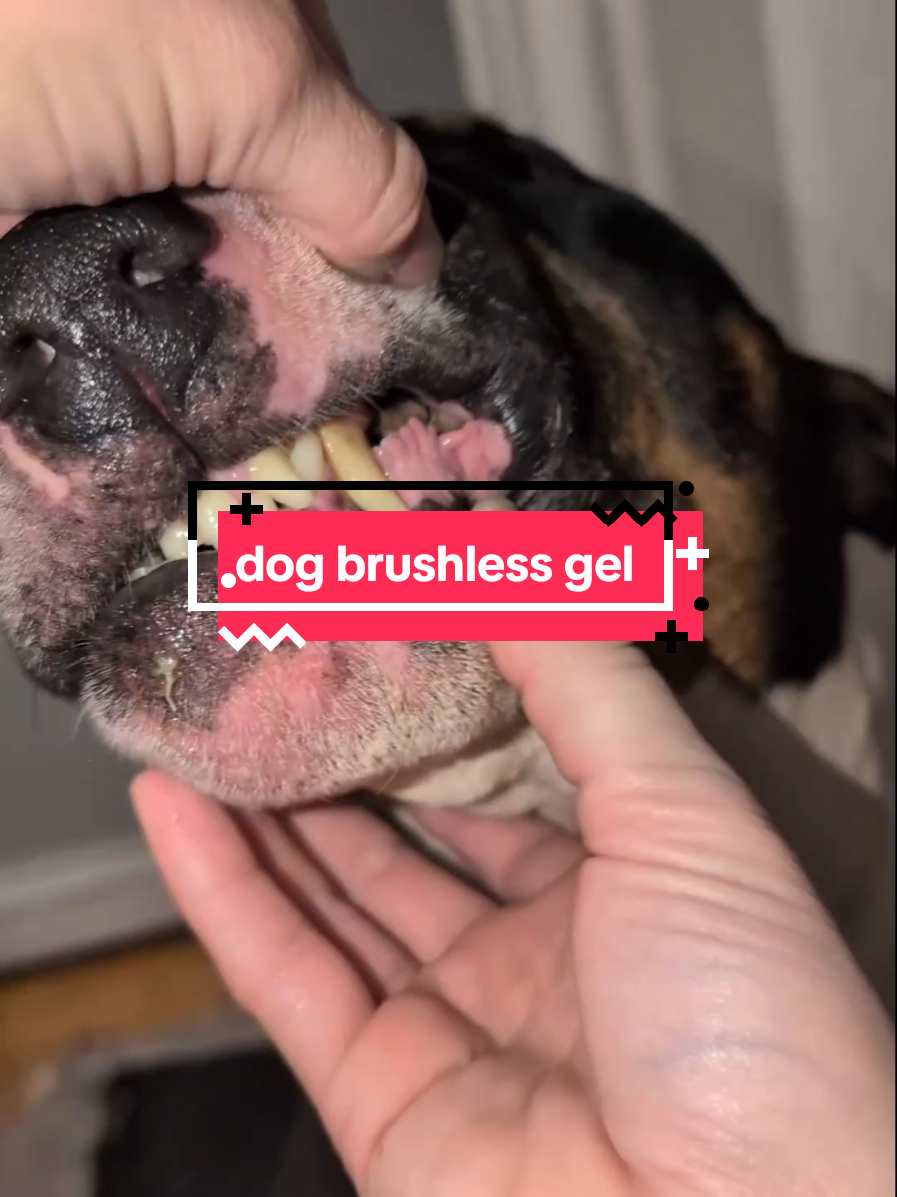 @Chickens & Bullies