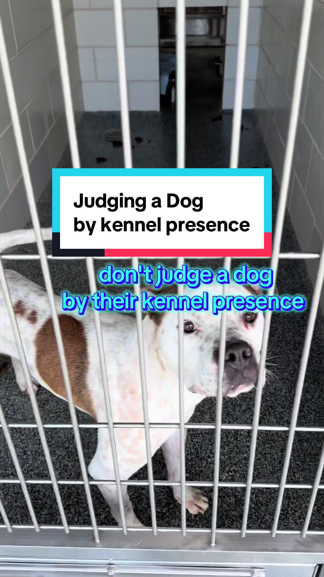 @Underdog
