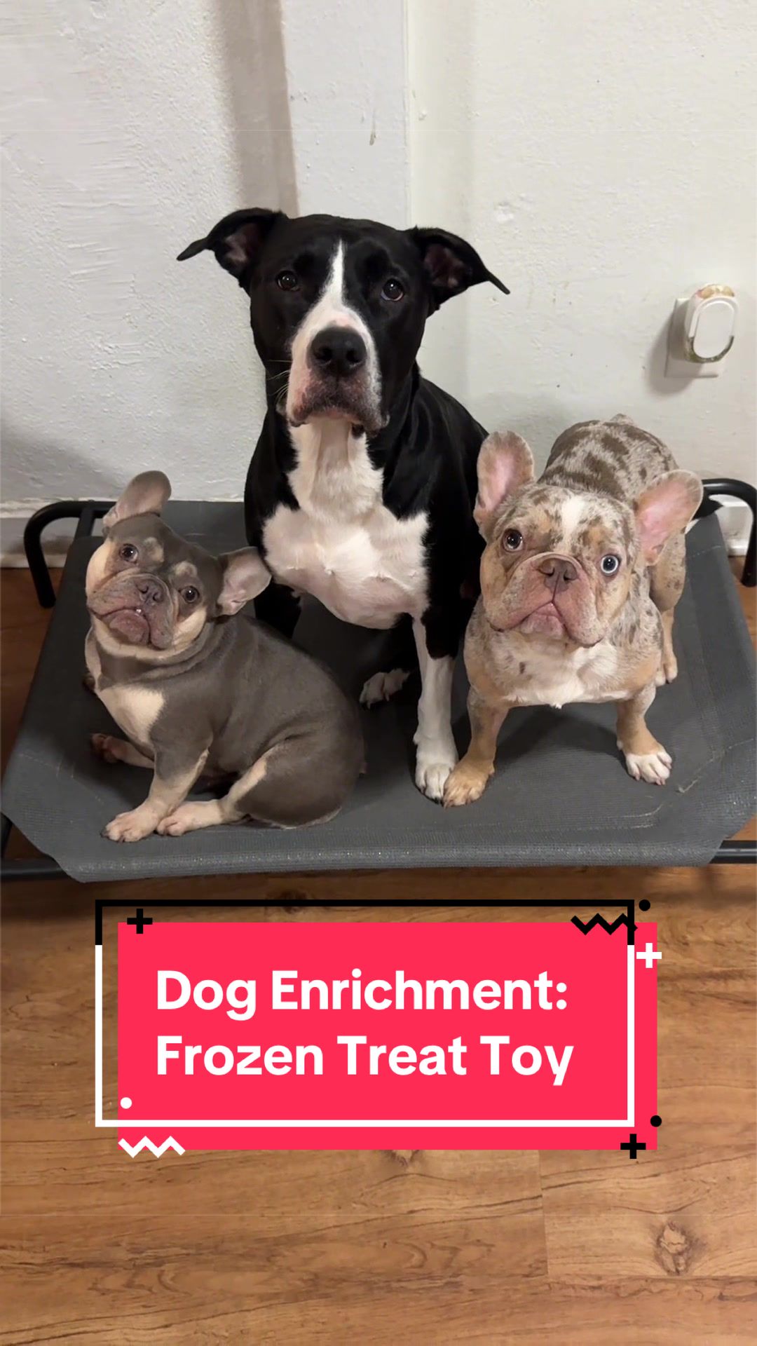 @Two Frenchies and a Staff