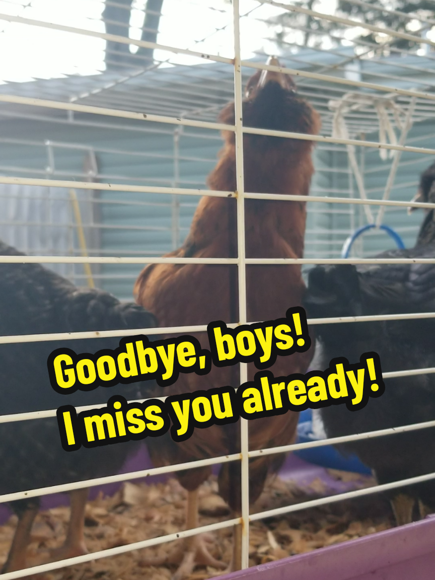 @CityChickenFarm