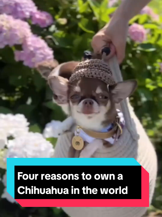 @The pet post