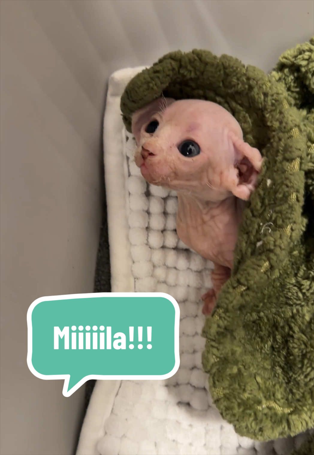 @Boba’s Buds Minskin Cats