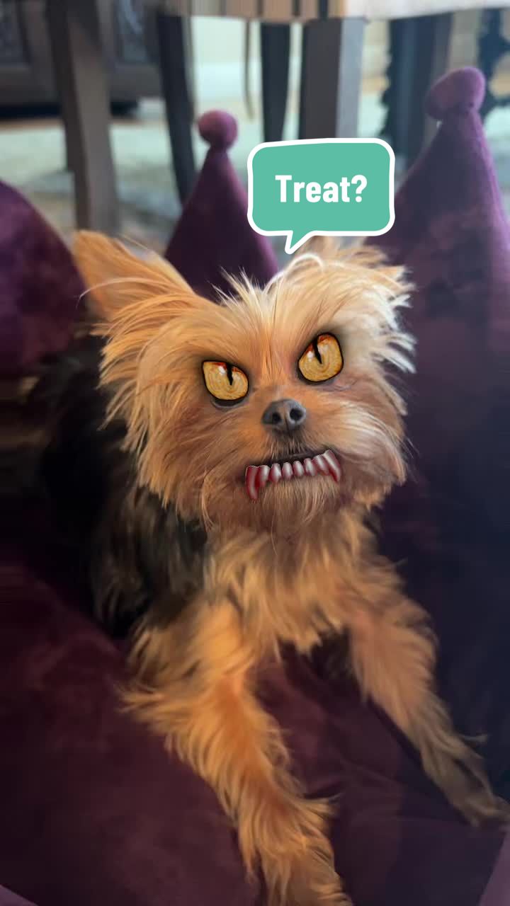 @YorkieKissKiss