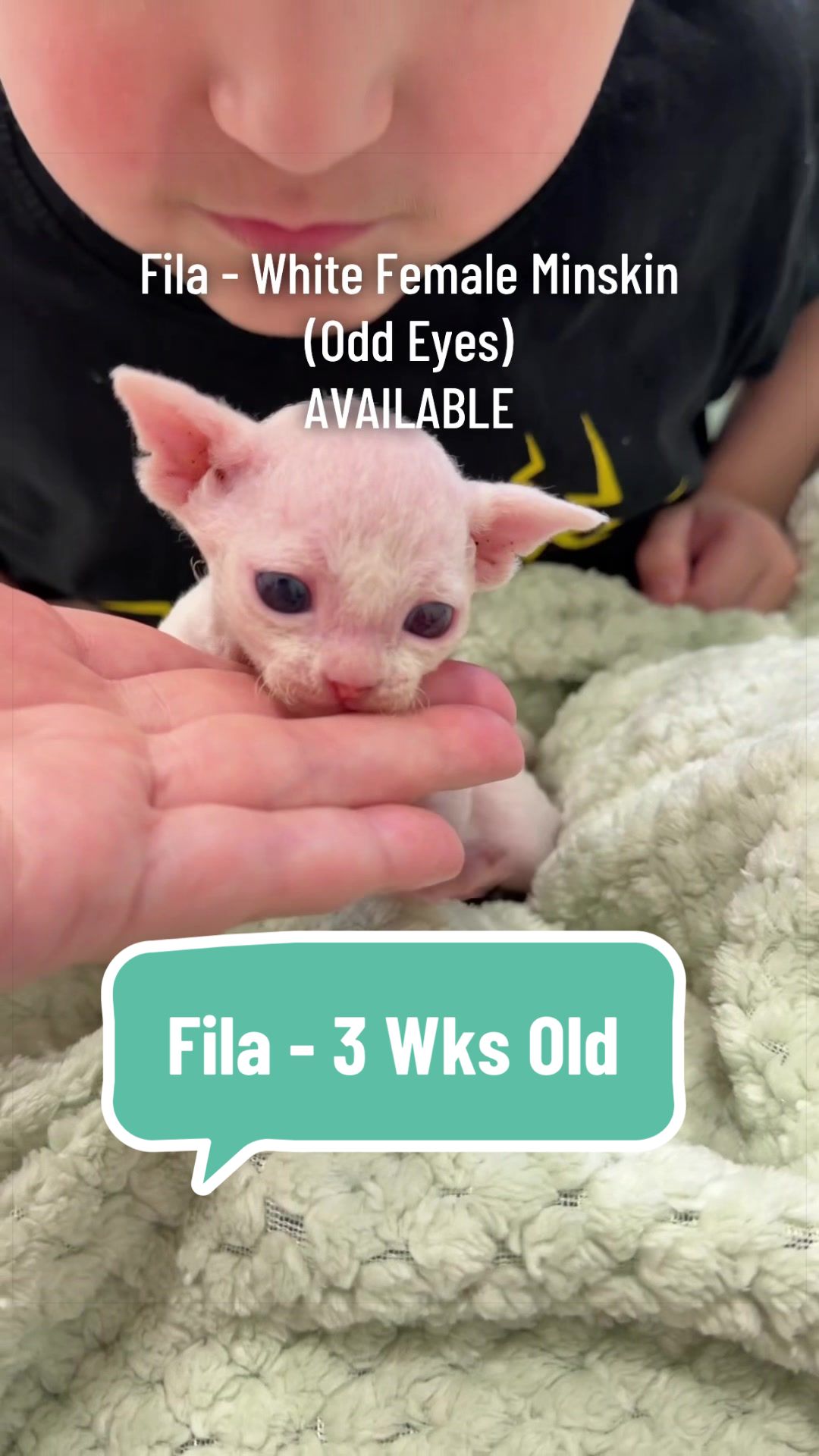 @Boba’s Buds Minskin Cats