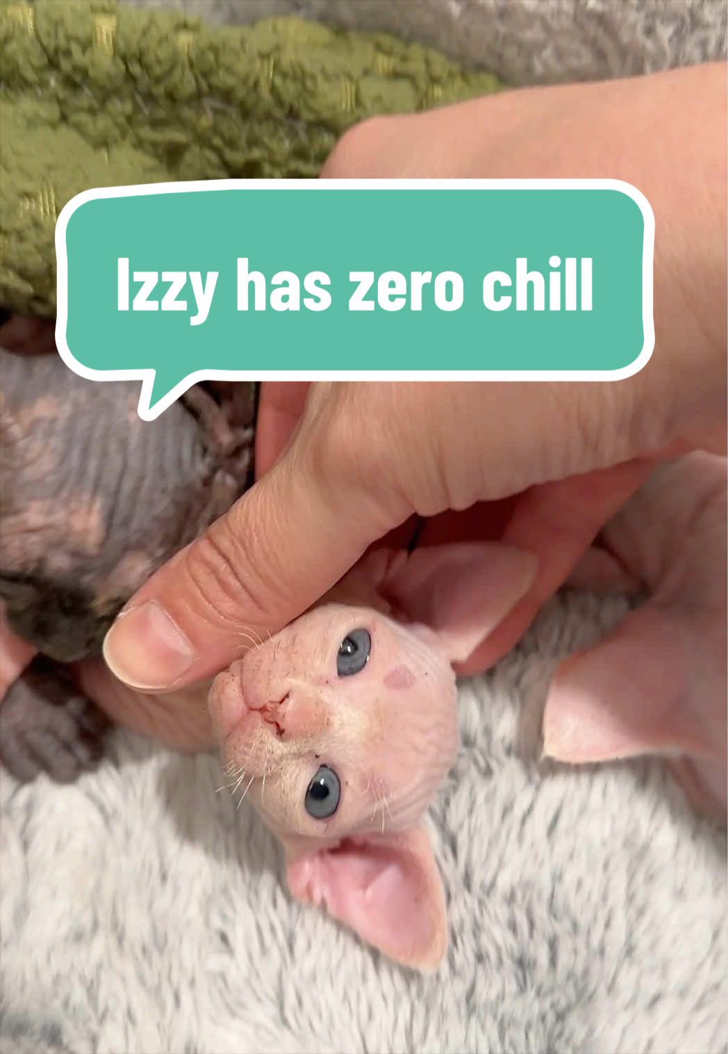 @Boba’s Buds Minskin Cats