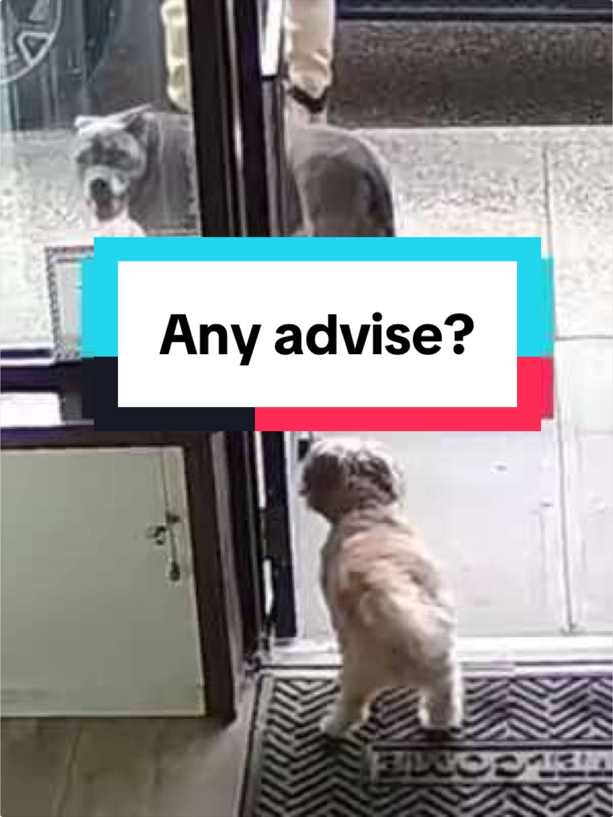 @Brownie #1 Store Dog Greeter