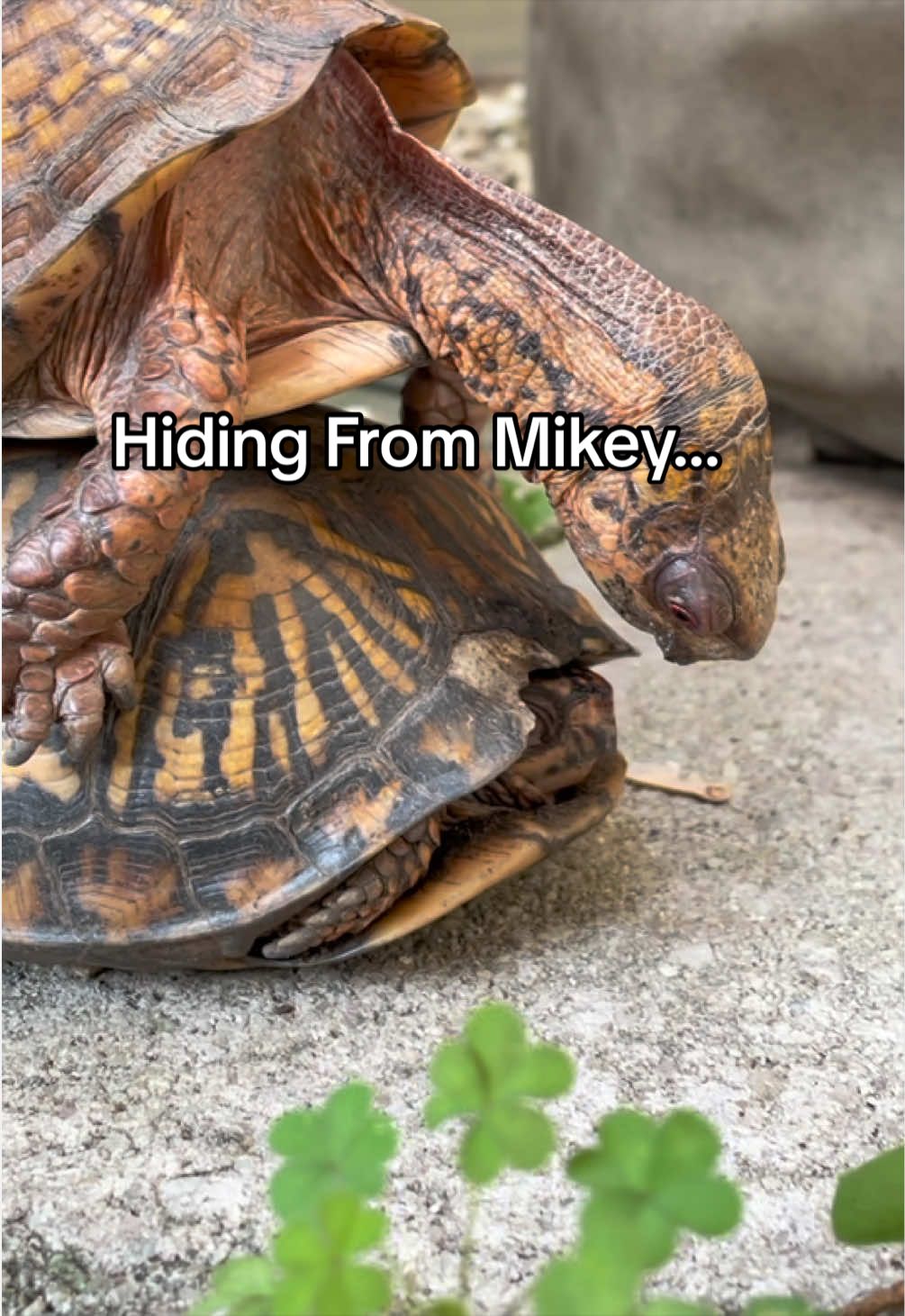 @Eastern Box Turtle