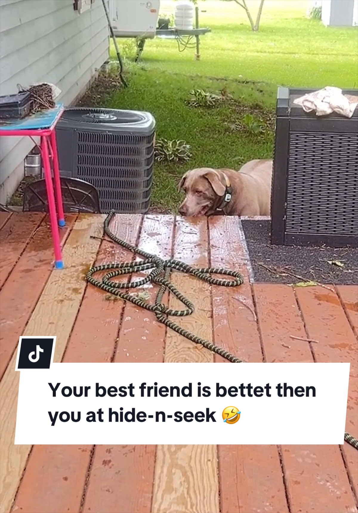 @Misty&rsquo;s🐾Dog Mom