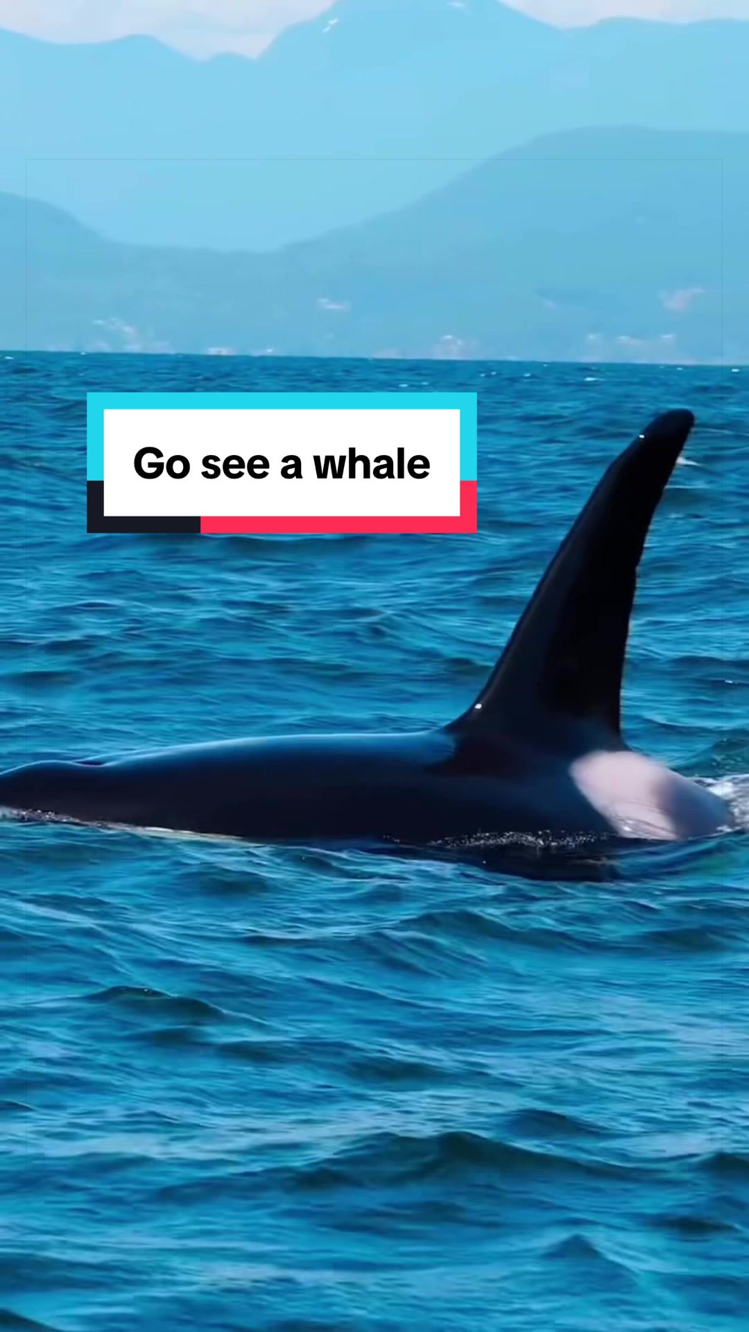 @The Orca Man