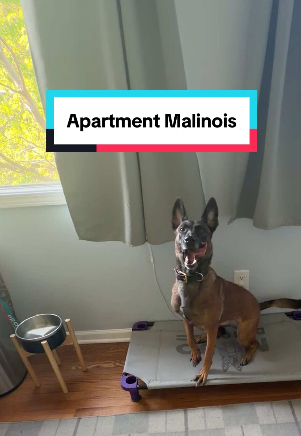 @dogstrainjen