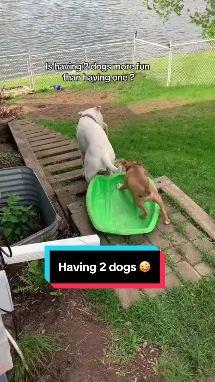 @Funny bunny