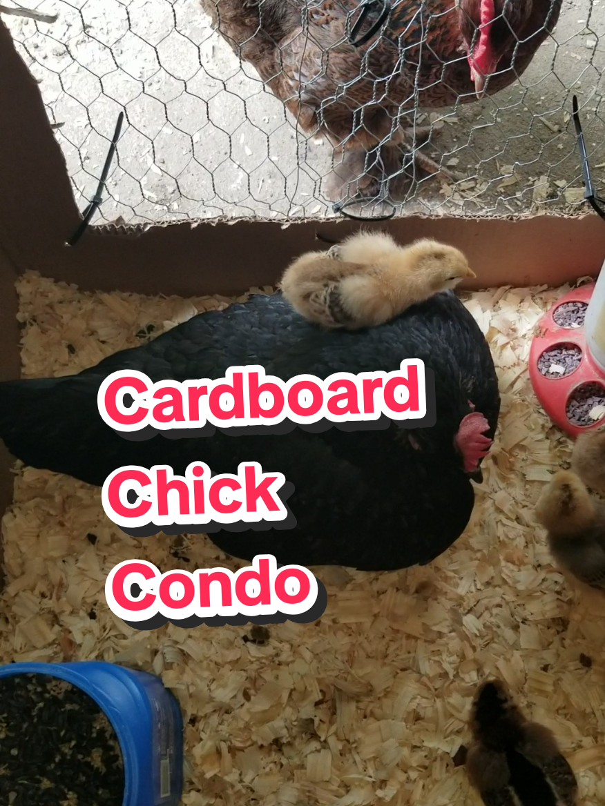 @CityChickenFarm