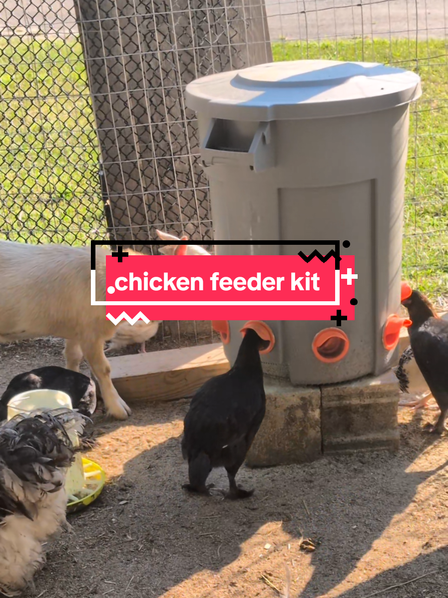 @Chickens & Bullies