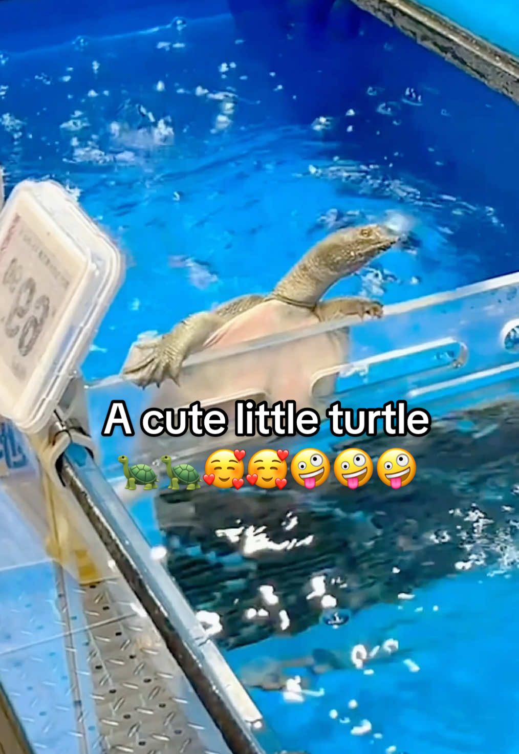 @Mr. Turtle