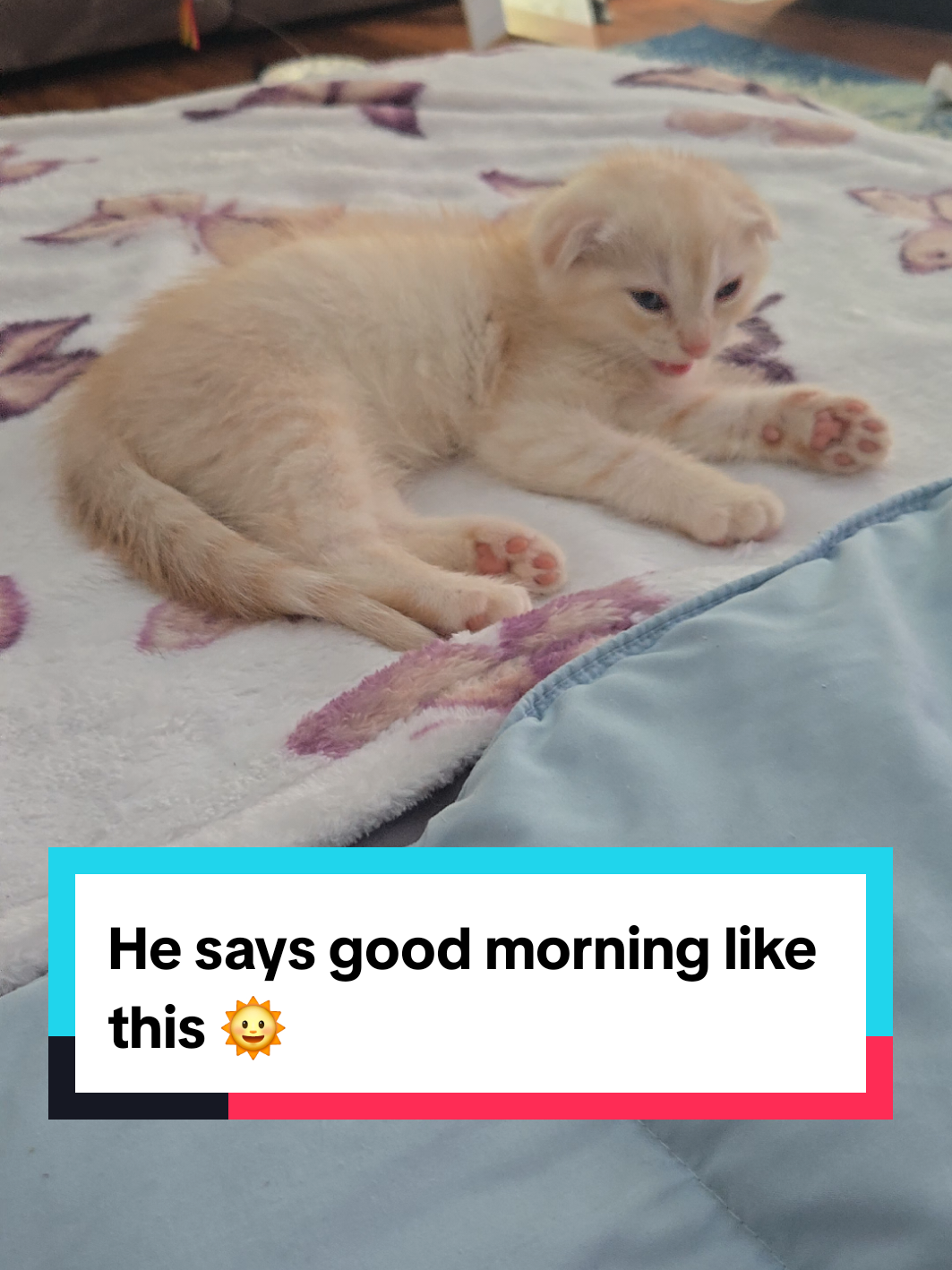 @Brittany Beauties Kittens