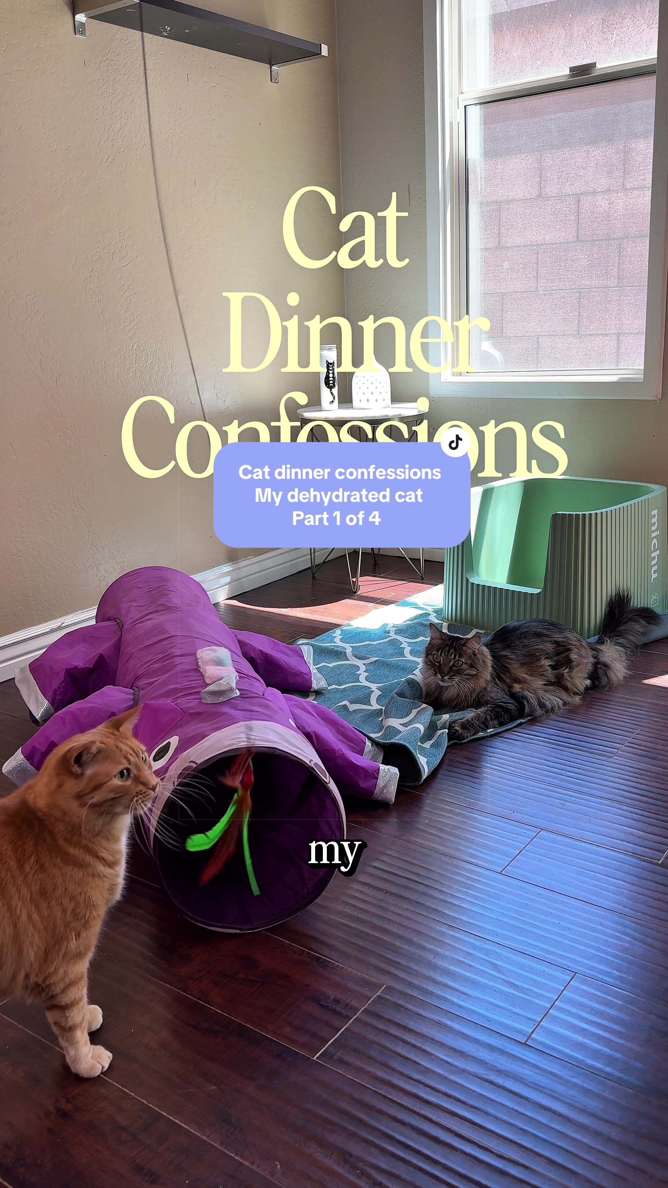 @Feminist Kitty | Cat Nutrition