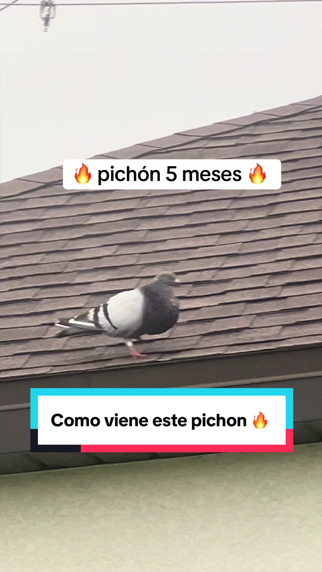@Palomar Guines