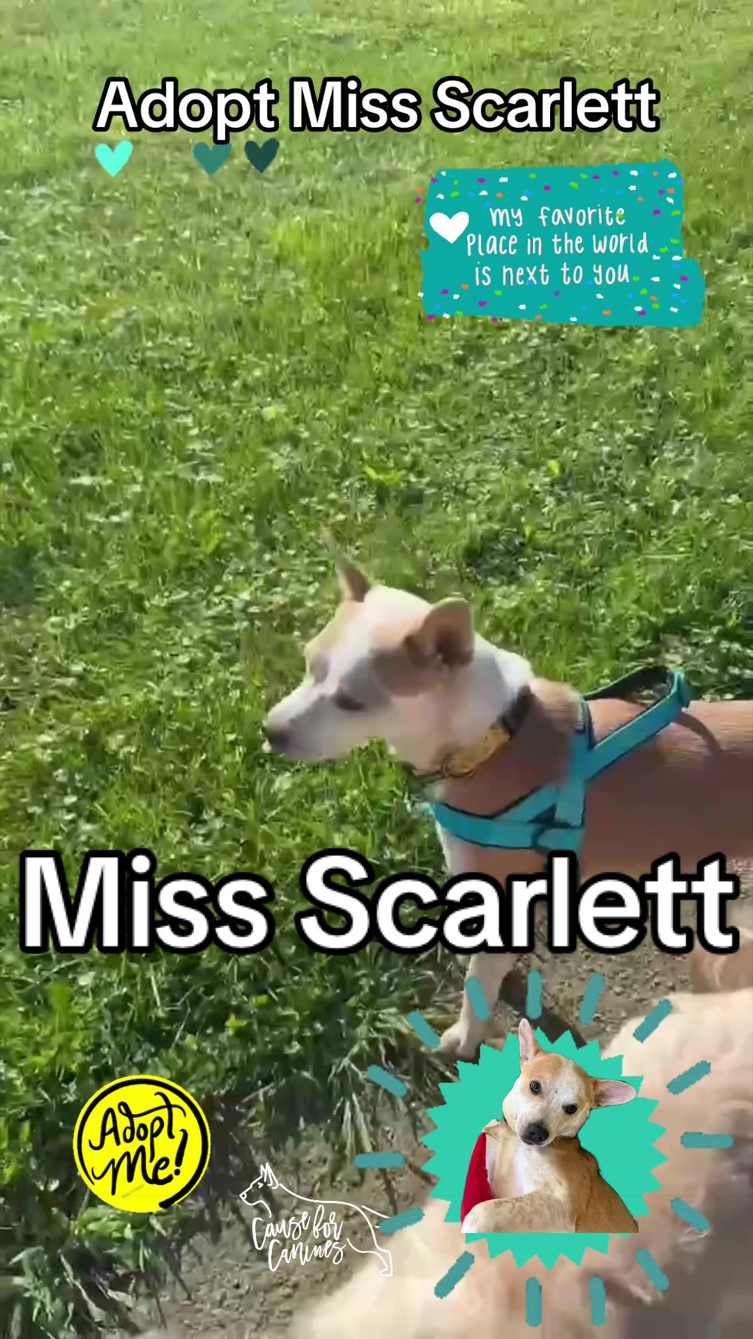 @causeforcaninesrescue