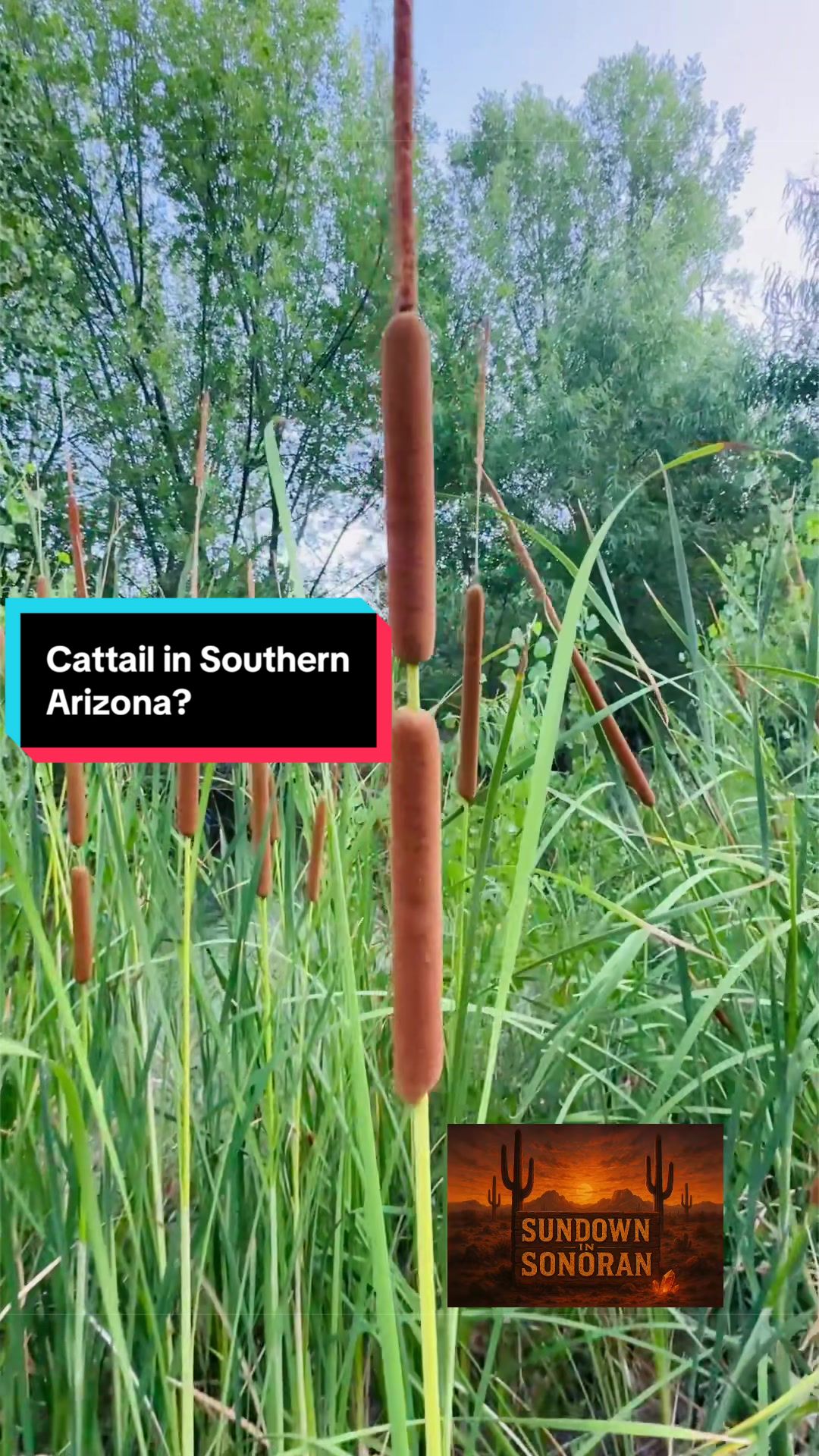 @Sundown In Sonoran