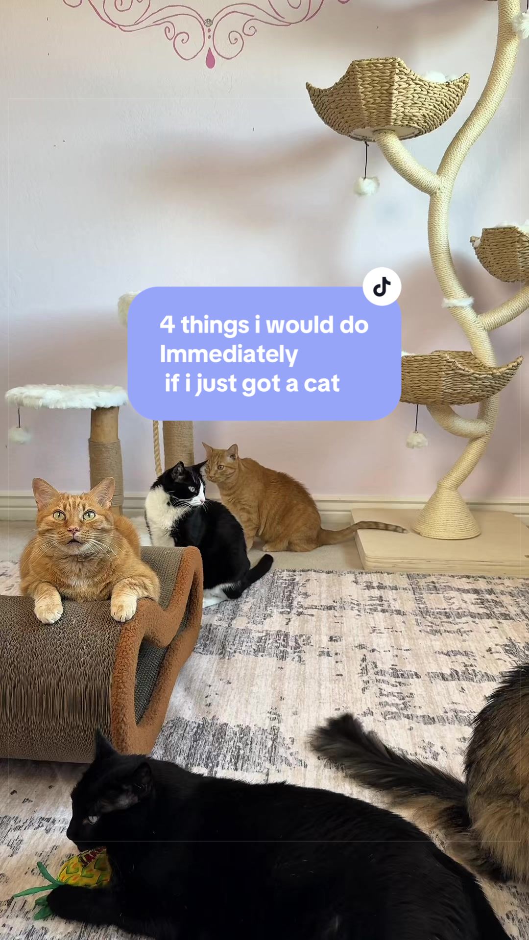 @Feminist Kitty | Cat Nutrition
