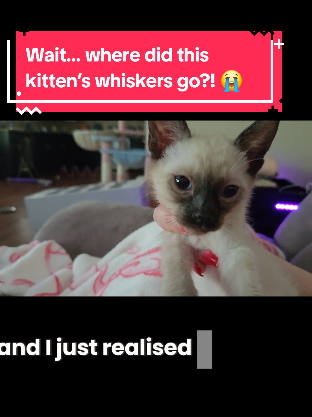 @Brittany's Beauties Kittens