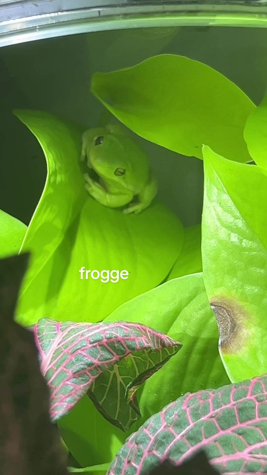 @kori