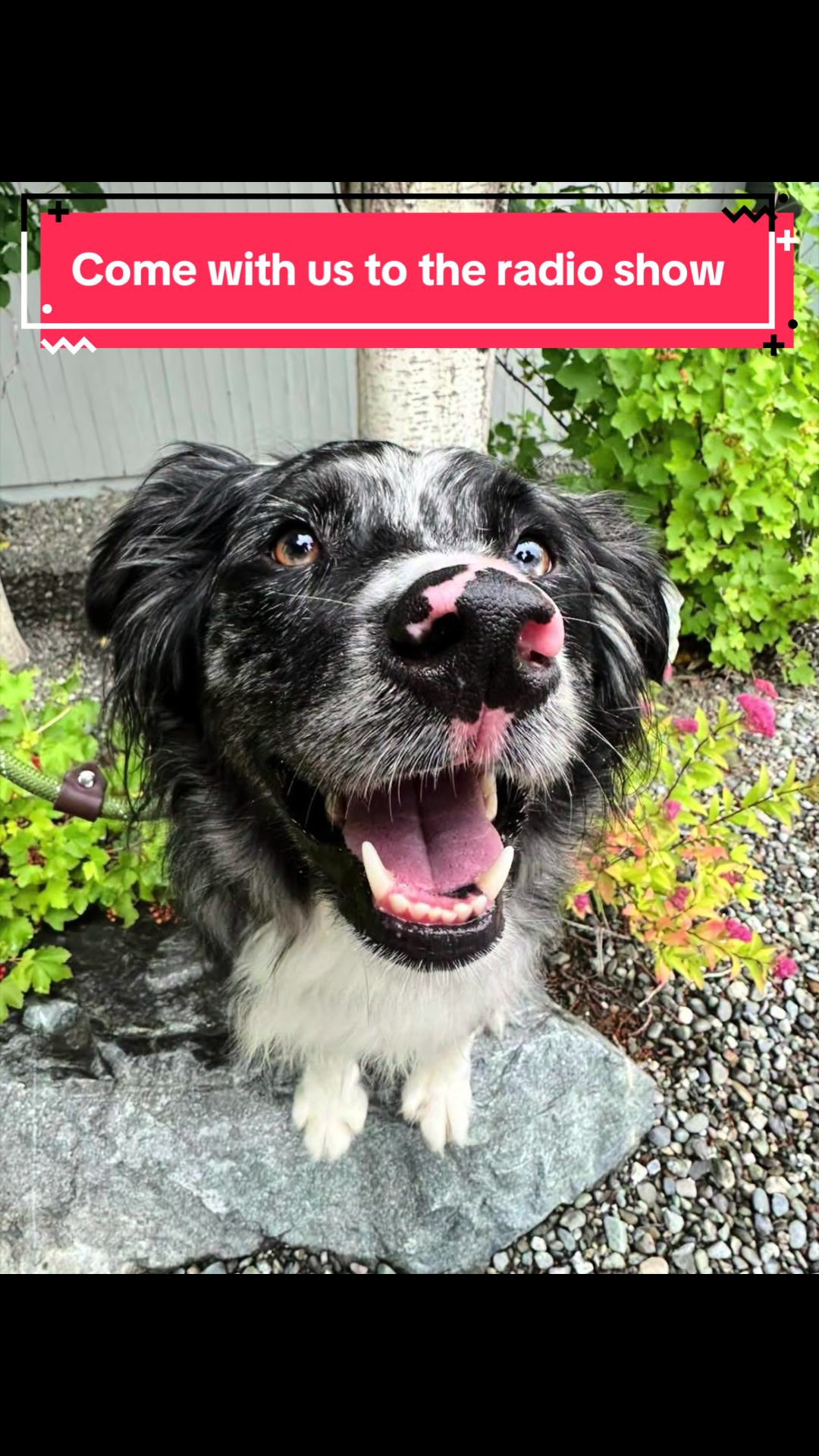 @Anchorage Animal Care Control