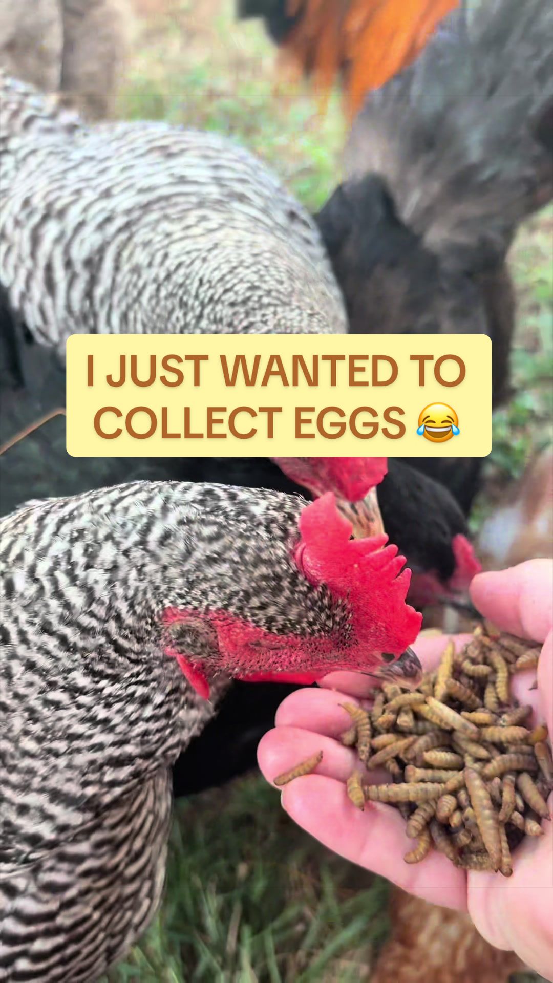 @Amy Jo | Eggnigma Holler 🐔