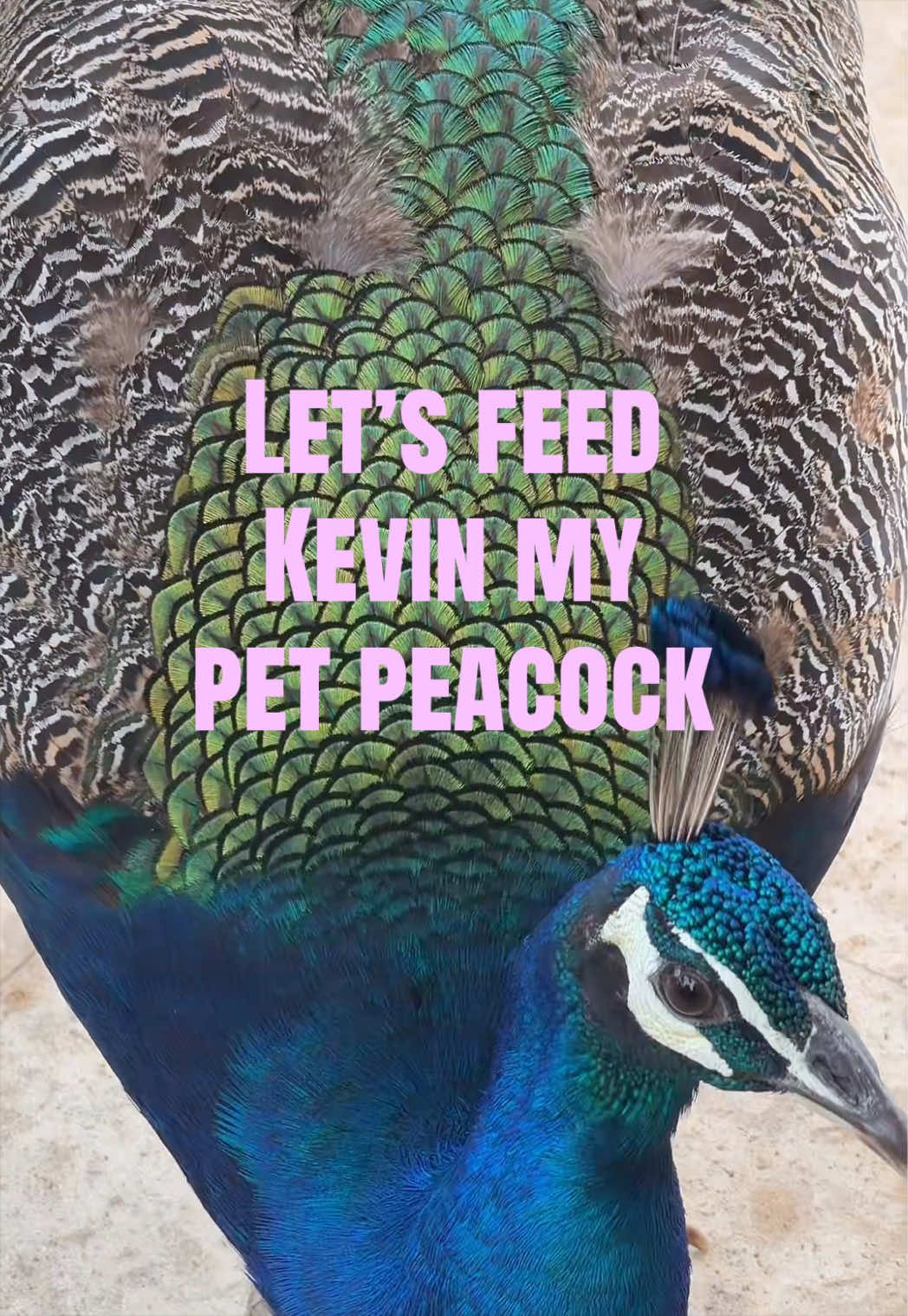 @Mischa 🦚