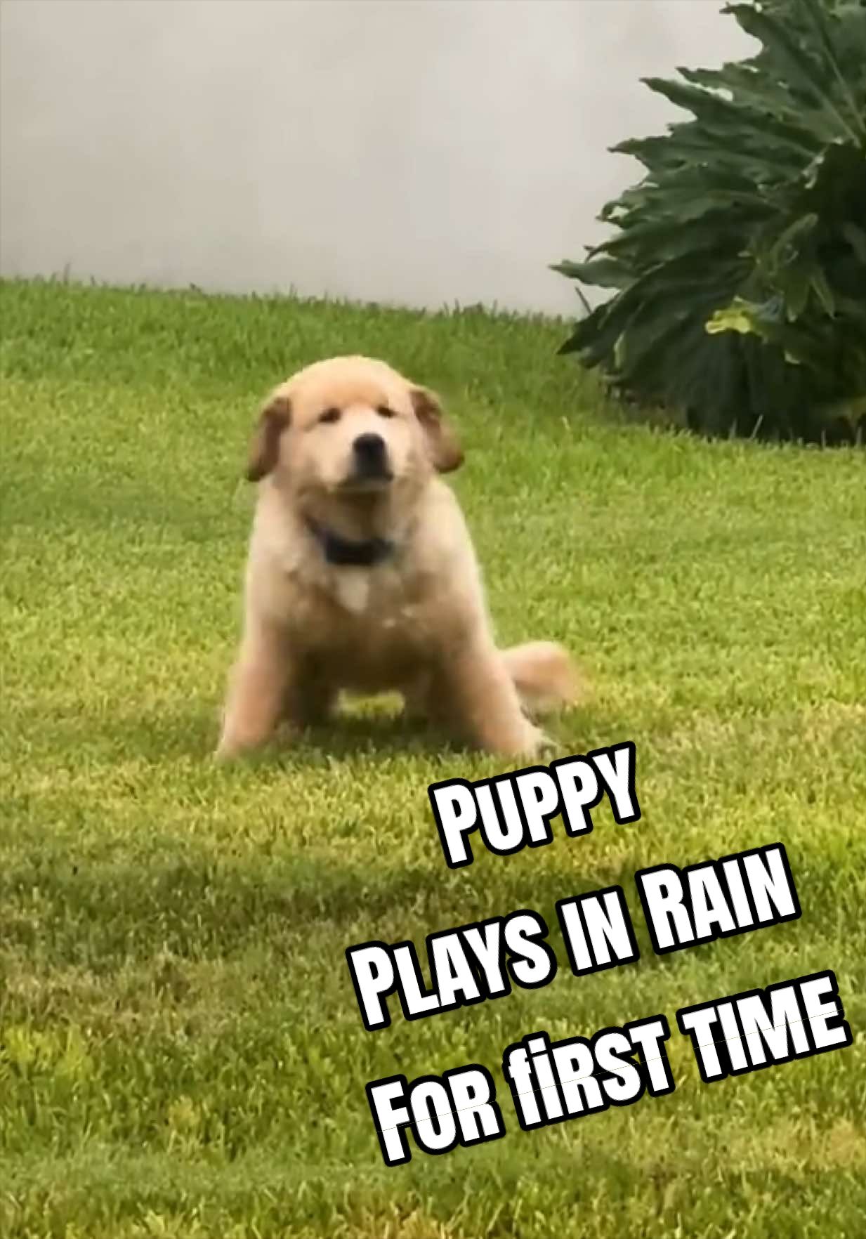 @The Pet Collective