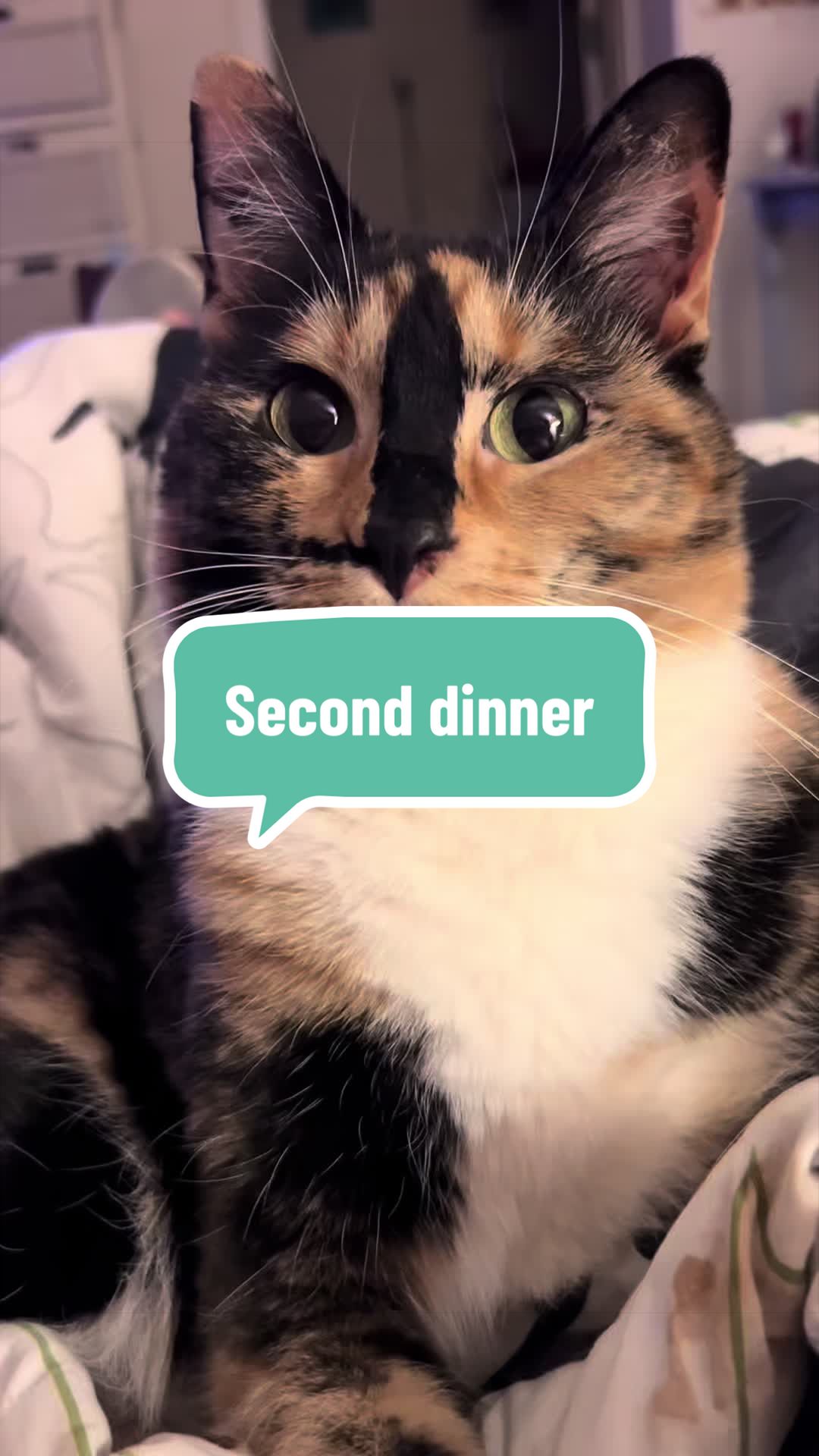 @SnickersTheSmilingCat