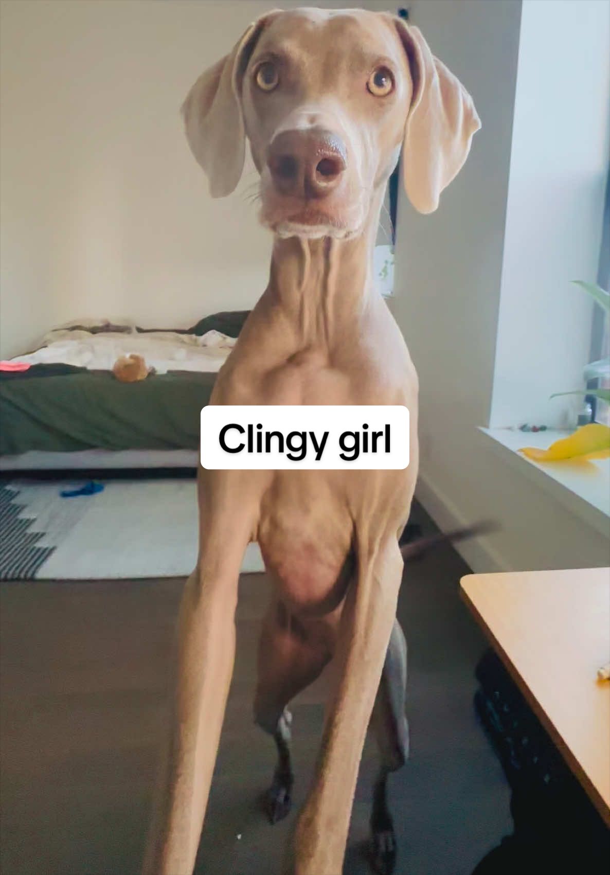 @theweimmoon