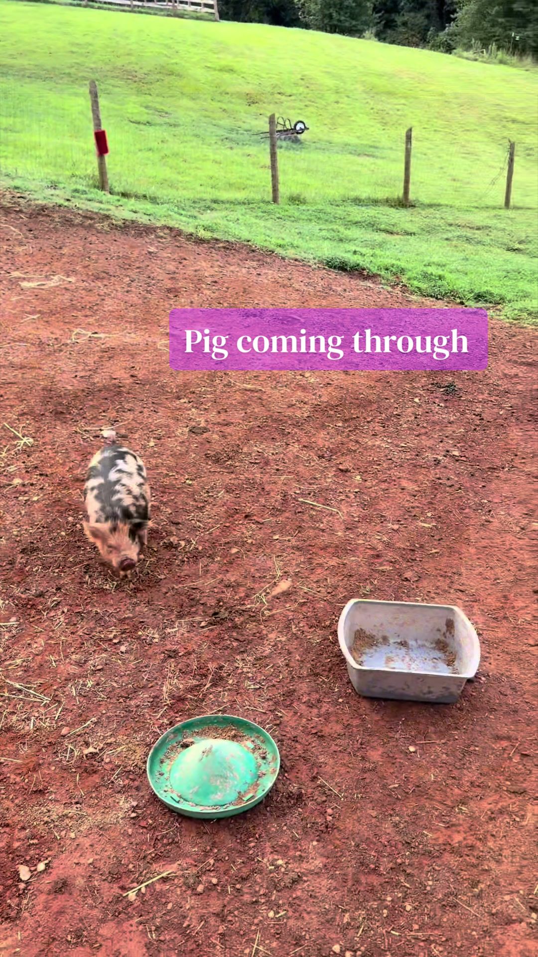 @Marci On The Farm