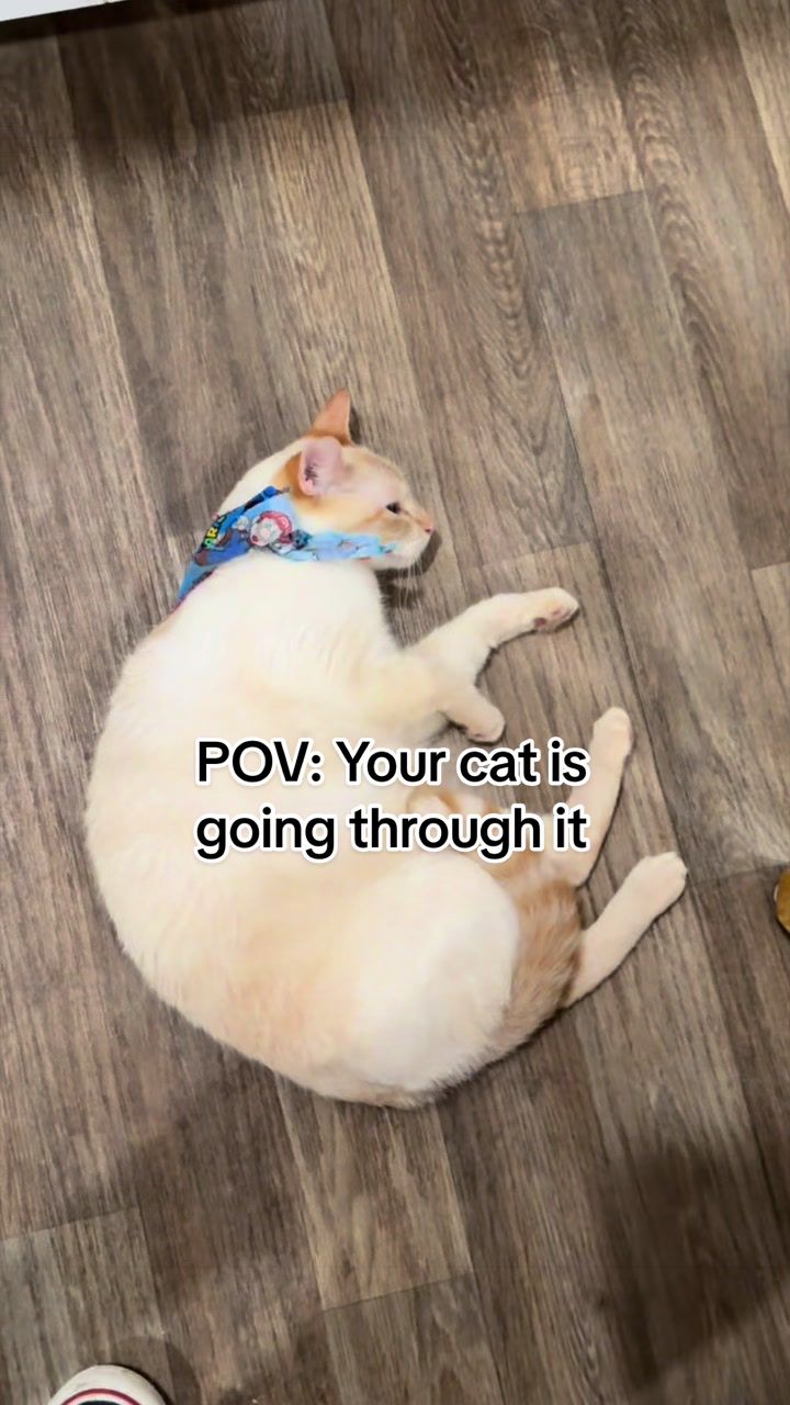 @whatthepurr