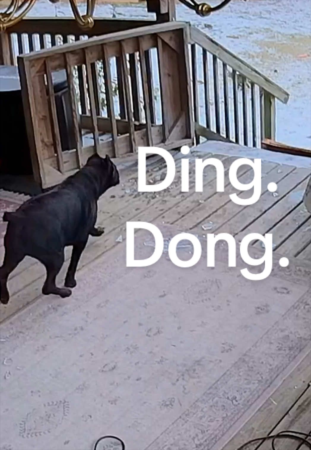@MyDogMargot