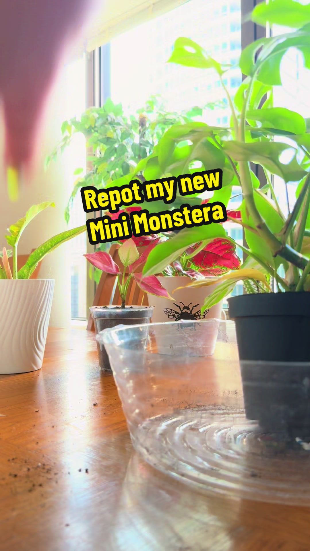 @Plant Girly 🪴