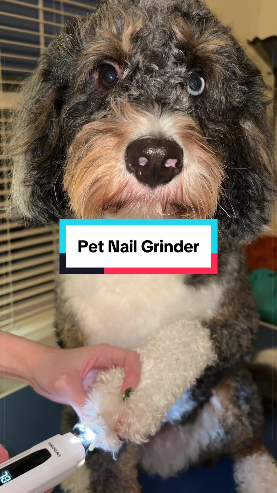 @Archie The Bernedoodle