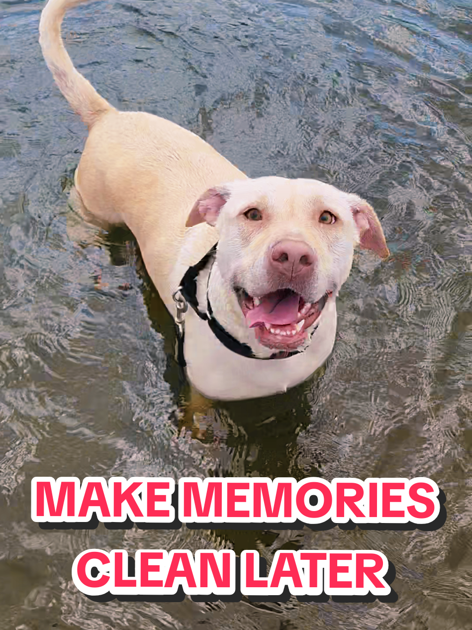 @Canine Wonders Training