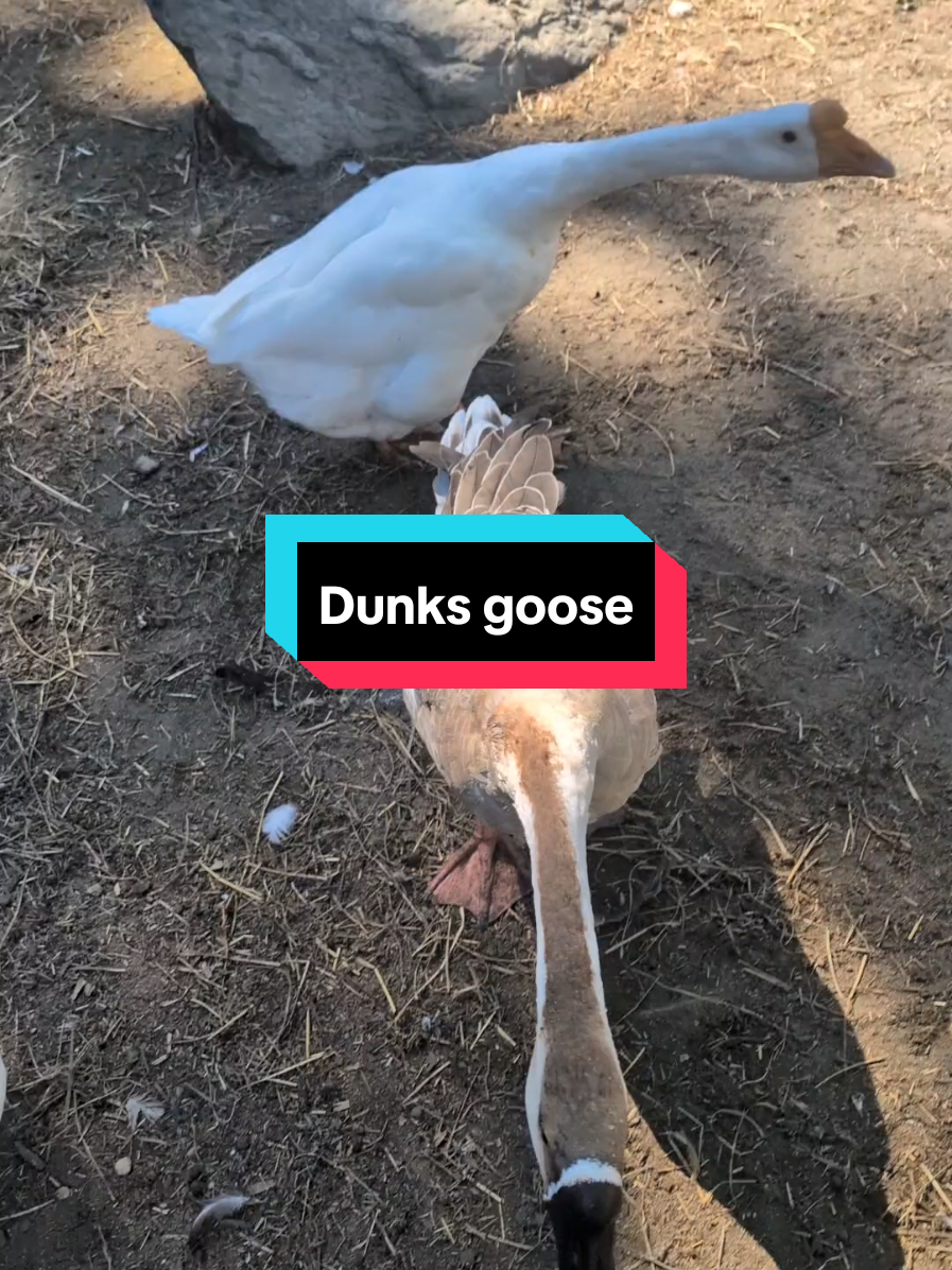 @Chickens & Bullies