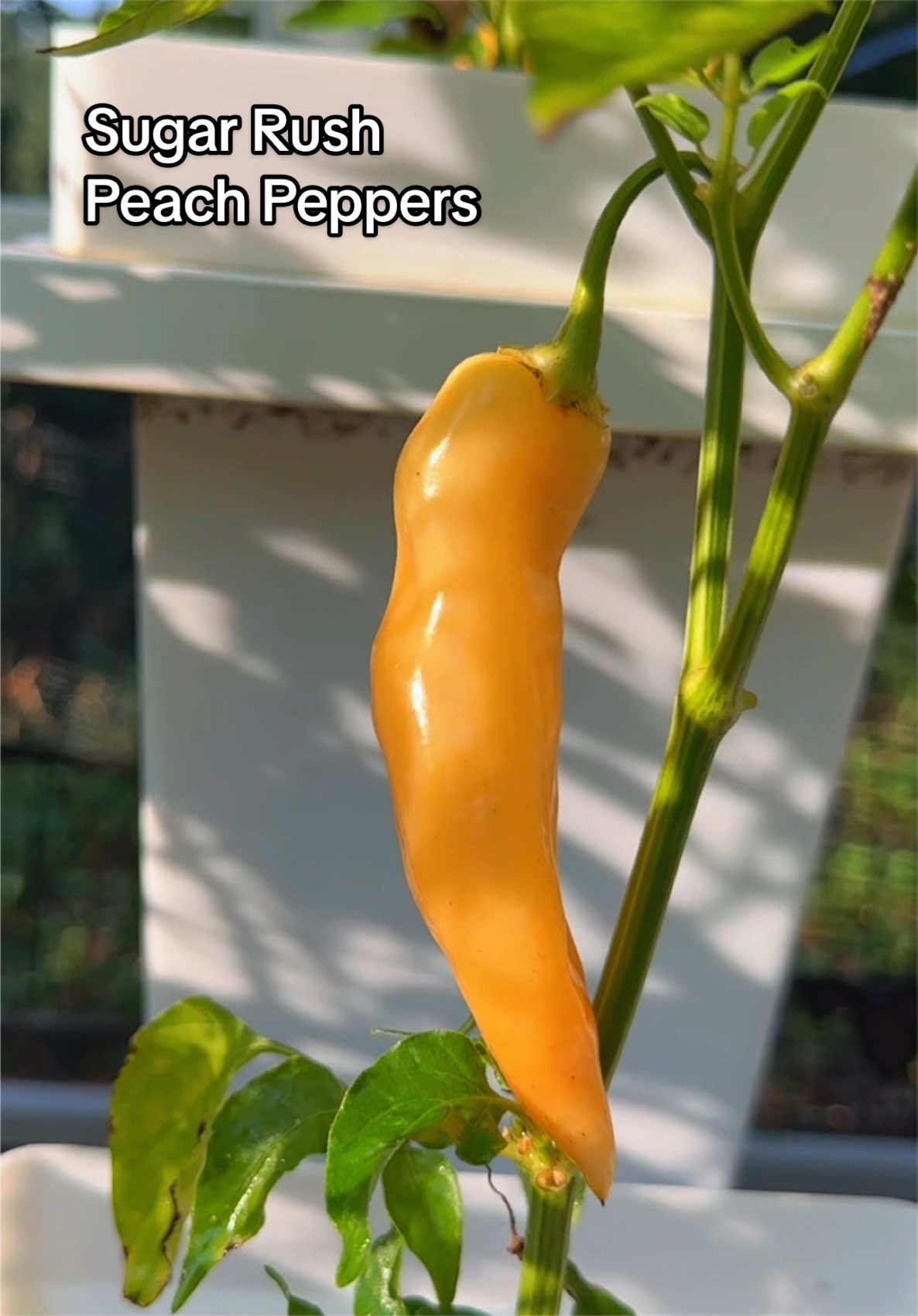 @My Everchanging Garden