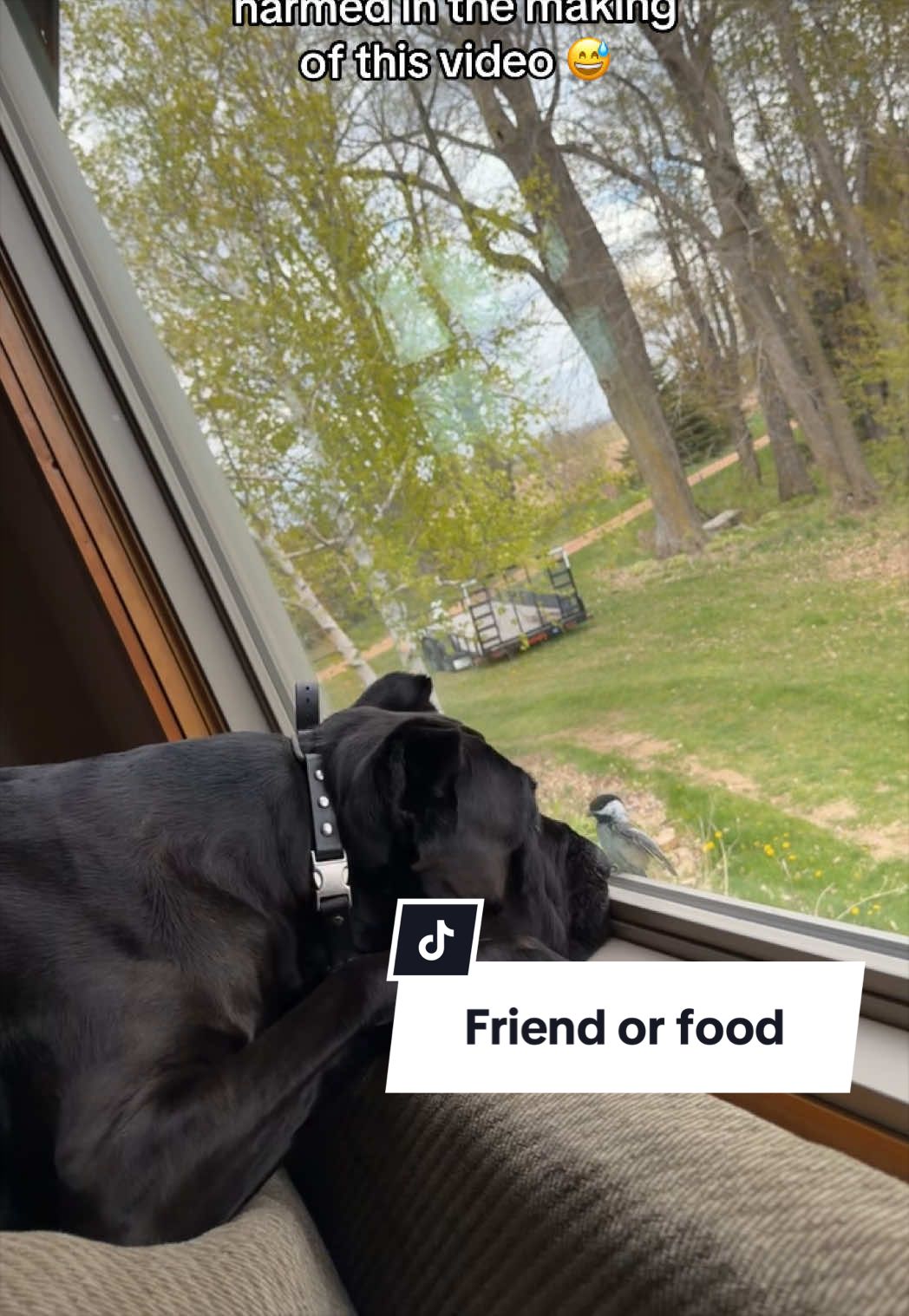 @Boo the Cane Corso
